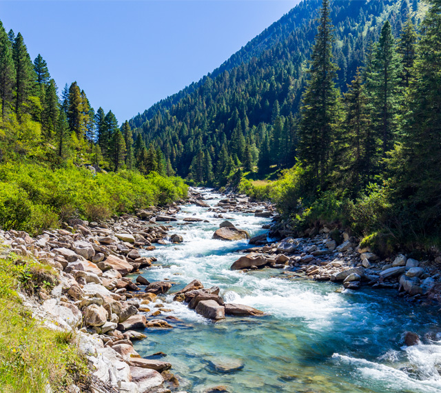 Klarer Bach fließt durch ein Gebirge im Nadelwald